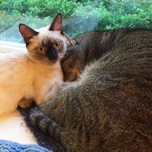 Pet Friendly - All Items Laundered Before Shipping